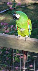 Chestnut-fronted Macaw